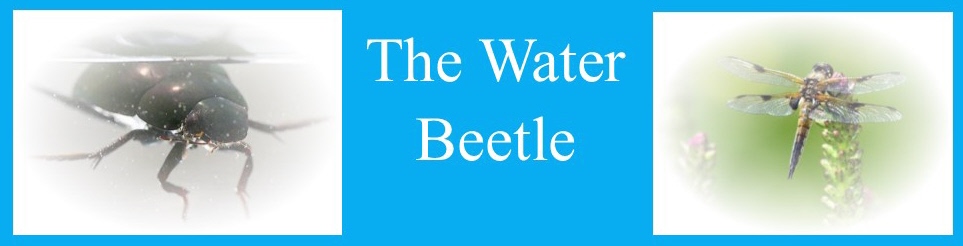 Water Beetle Button